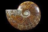 Polished, Agatized Ammonite (Cleoniceras) - Madagascar #88340-1